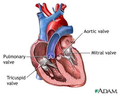 The mitral (bicuspid)valve between the left atrium and left ventricle.
