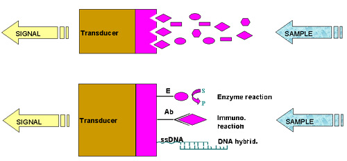 http://www.kumetrix.com/images/biosensor_examples.jpg