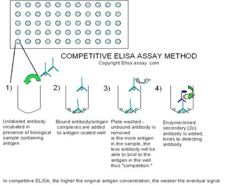 http://www.elisaassay.com/images/competitive-elisa-assay.gif