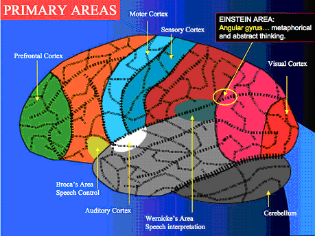 brain plasticity