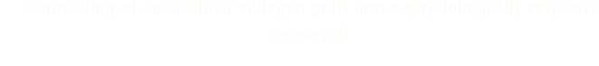 Remodeling of an acellular collagen graft into a physiologically response neovessel
Tam Huynh, Ginger Abraham, James Murray, Kelvin Brockbank, Per-Otto Hagen, & Susan Sullivan