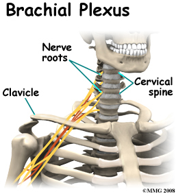 brachial anatomy