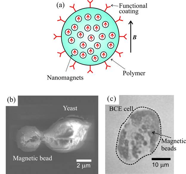 bead-based biosensor