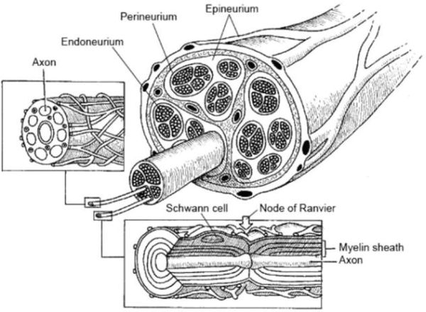 Advances in Resorbable Peripheral Axonal Nerve Guide Technology - Anatomy